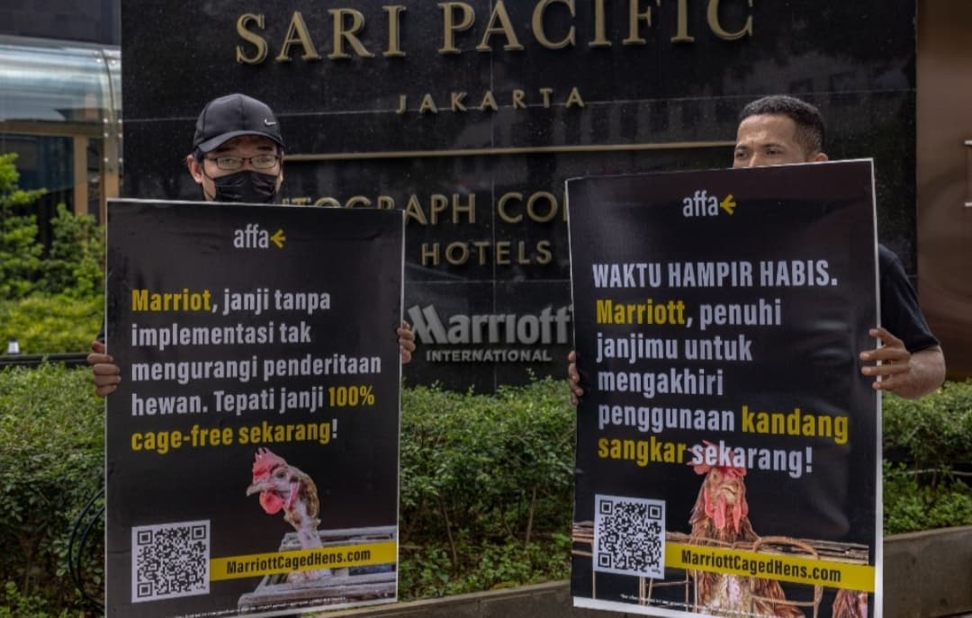 Jelang Batas Waktu 2025, Marriott Diminta Wujudkan Komitmen Telur Bebas Kandang di Asia