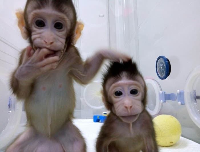 Apa Itu Kloning dan Bagaimana Proses Dasarnya?