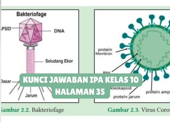 Kunci Jawaban IPA Kelas 10 Halaman 35 Kurikulum Merdeka: Aktivitas 2.1