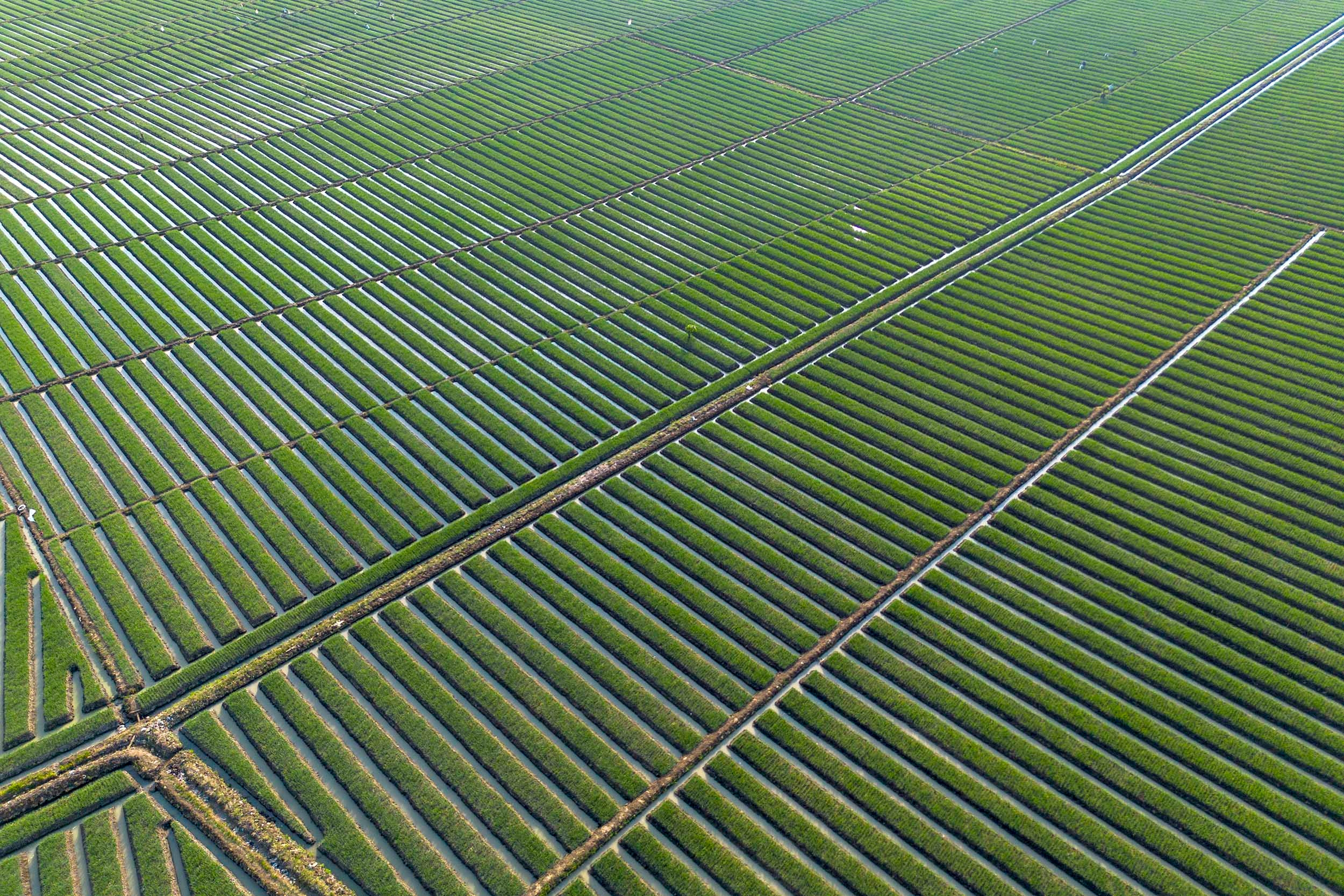 Arah Kebijakan Pangan di Era Prabowo Tunjukkan Komitmen Nyata pada Kedaulatan Nasional