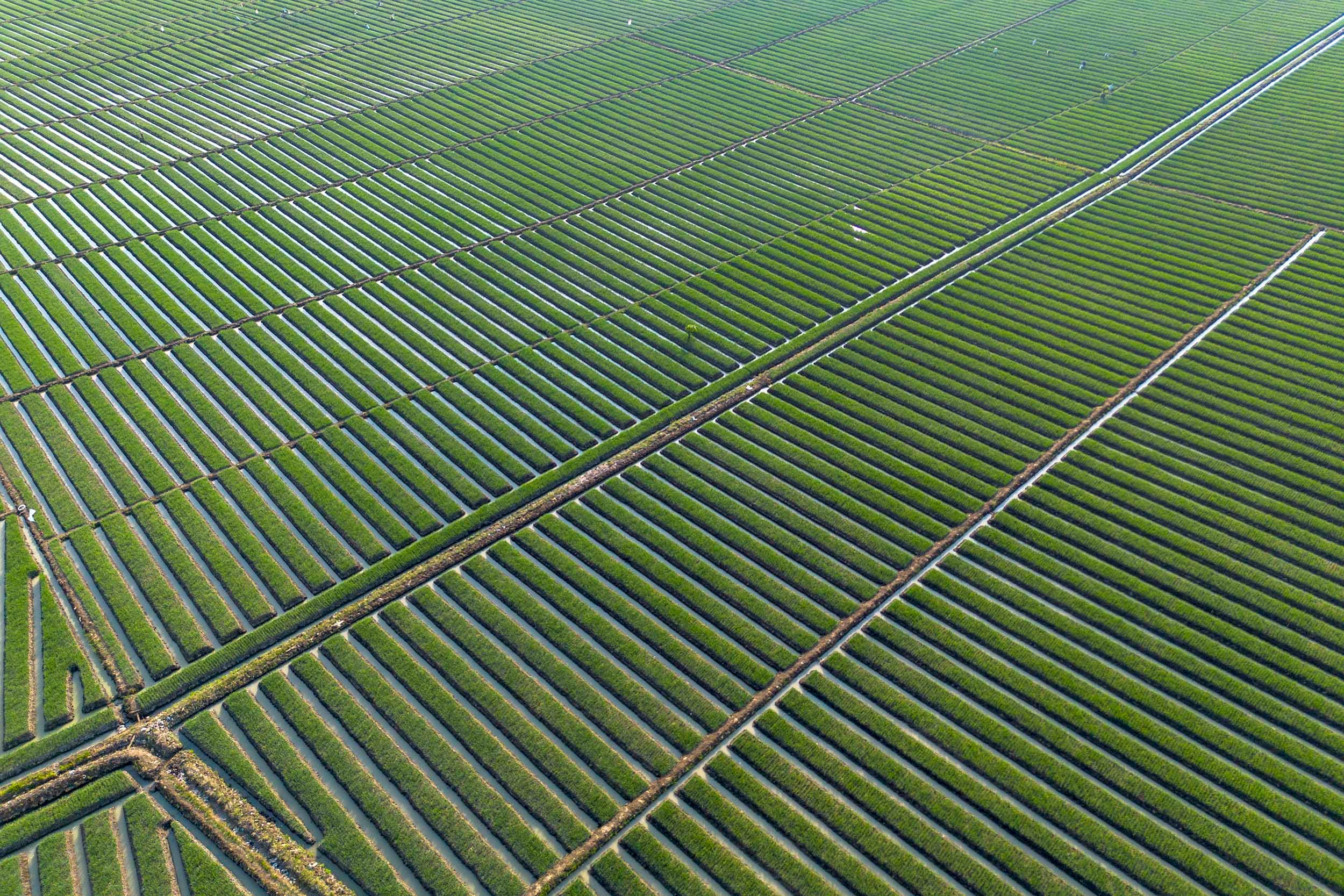Pemerintah Perkuat Sektor Pertanian Lewat Pupuk Murah hingga Revitalisasi Irigasi