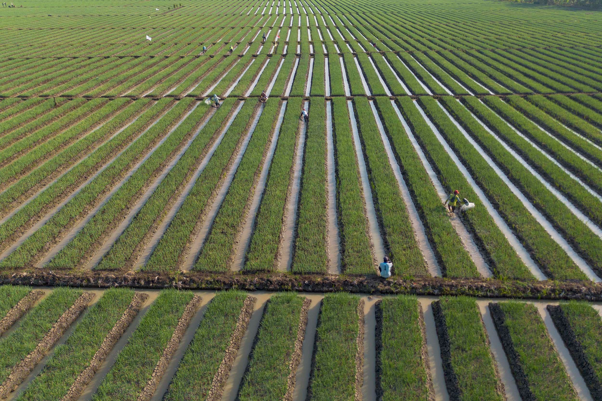Setahun Pemerintahan Prabowo: Kesejahteraan Petani Meningkat hingga Pasokan Pangan Makin Stabil