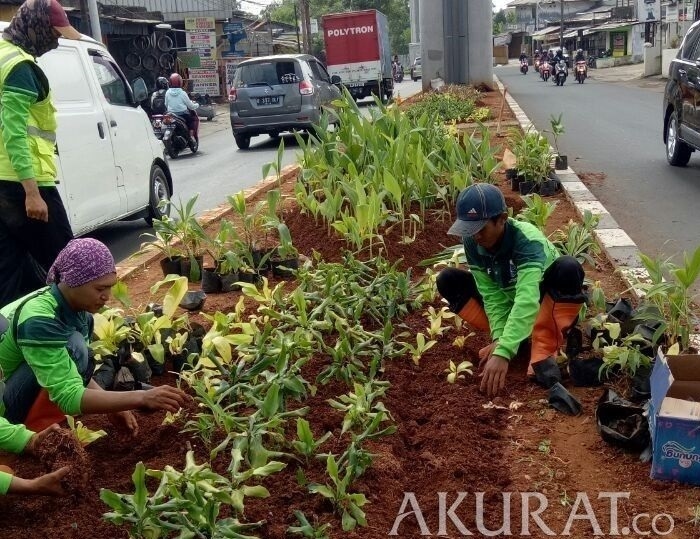 Perbedaan Anatomi Tumbuhan Monokotil dan Dikotil Beserta Contohnya
