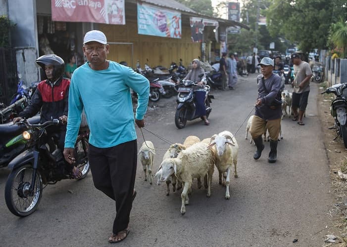 Cara Alami dan Cepat Mengatasi Mencret pada Kambing