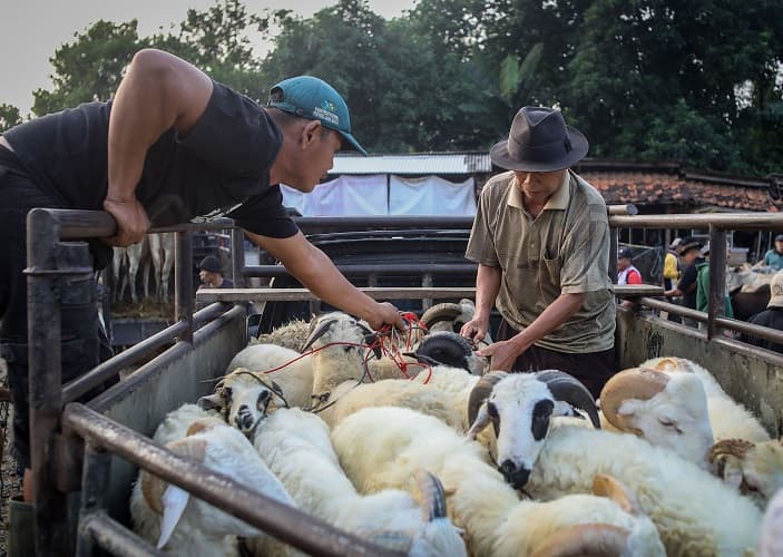 Waspada! Ini Tanda-tanda Kambing Terjangkit Antraks