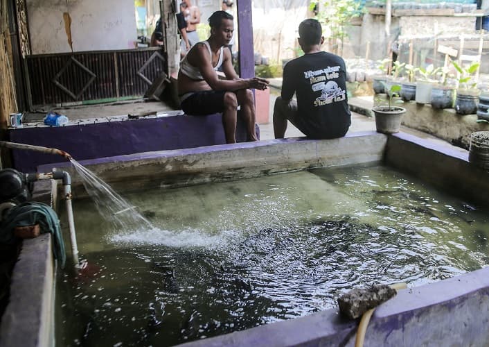 Bebas Bau dan Keruh, Ini Tips Menjaga Air Kolam Ikan Lele Tetap Jernih