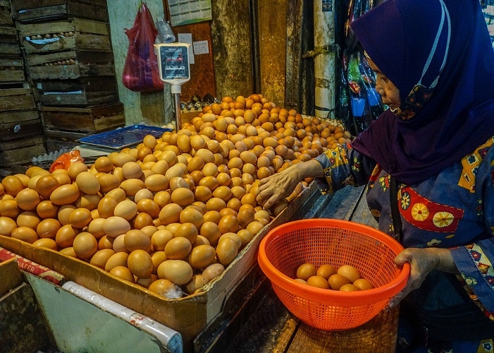 Apa Tanda-tanda Ayam Petelur Sudah Siap Bertelur?