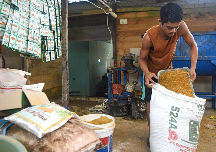Cara Membuat Pakan Fermentasi di Rumah, Hemat dan Bernutrisi Tinggi
