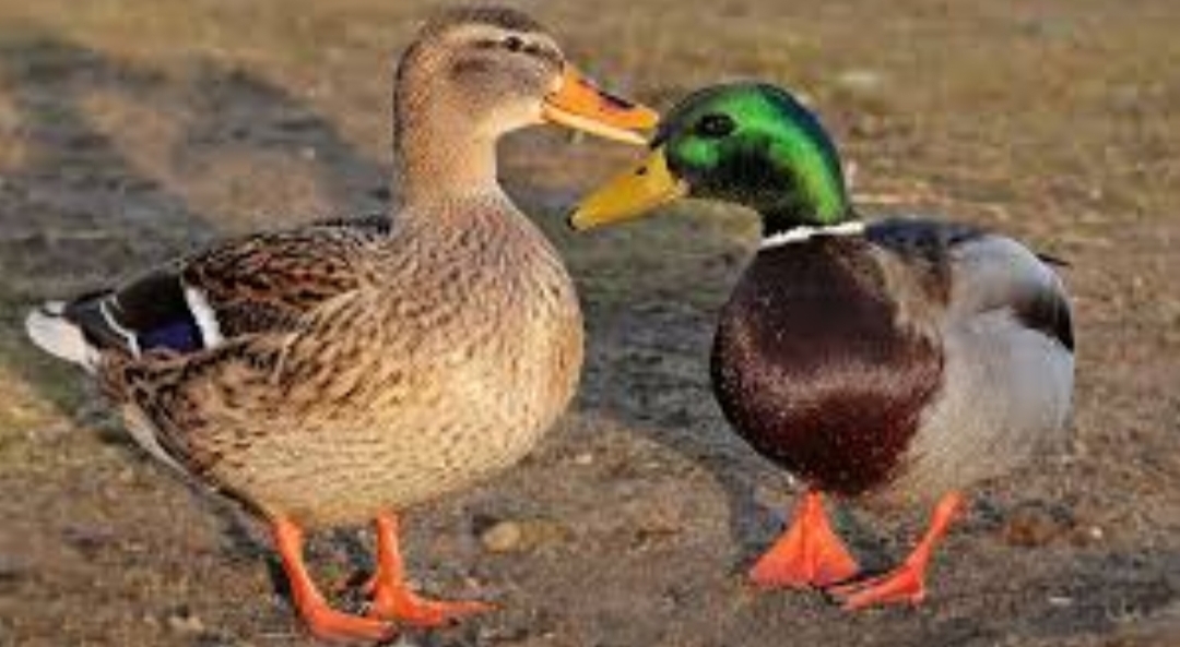 Cara Mencegah Penyakit Snot pada Bebek agar Tetap Sehat dan Produktif