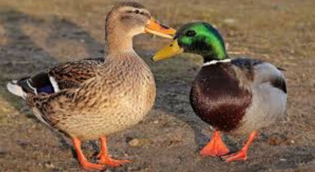 Cara Mencegah Penyakit Snot pada Bebek agar Tetap Sehat dan Produktif