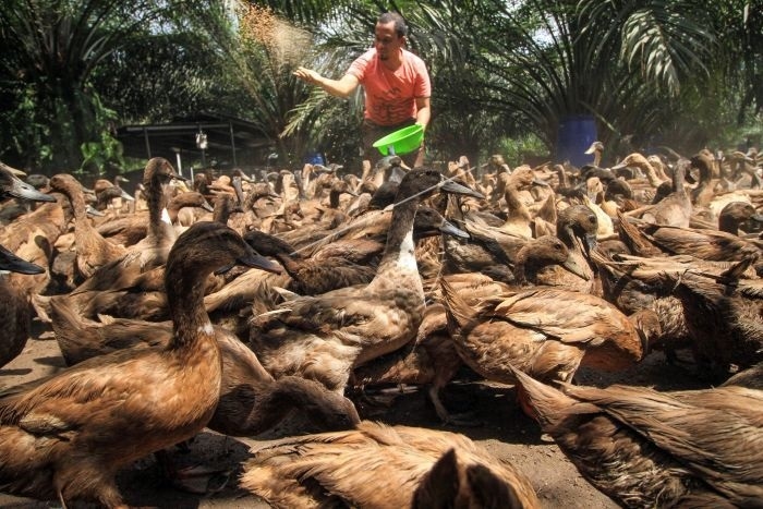 Ini Penyebab Bulu Bebek Mudah Rontok