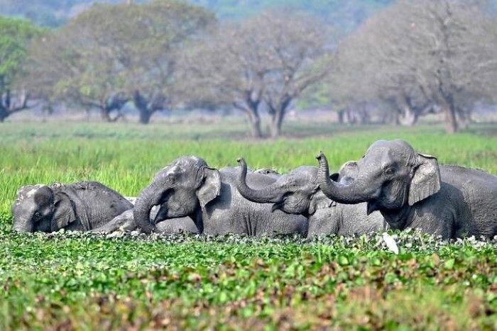 Populasi Gajah Liar India Turun 25 Persen, Habitat Kian Terancam