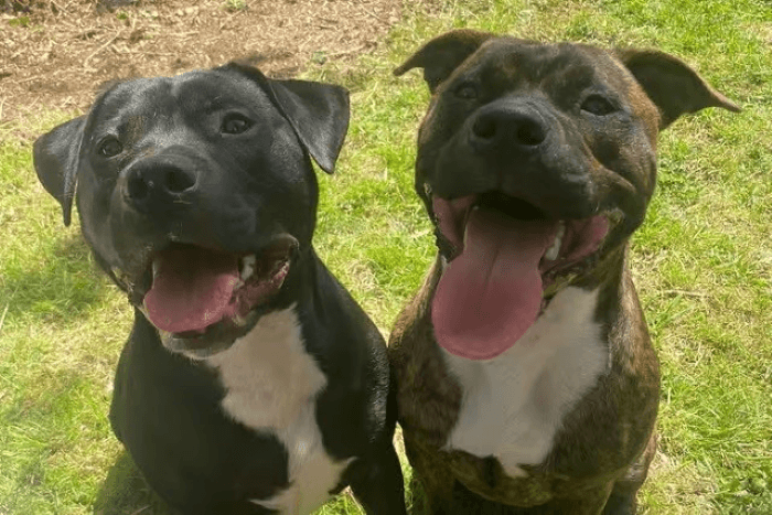 Bagaimana Cara Melatih Anjing agar Tidak Menggigit Orang?