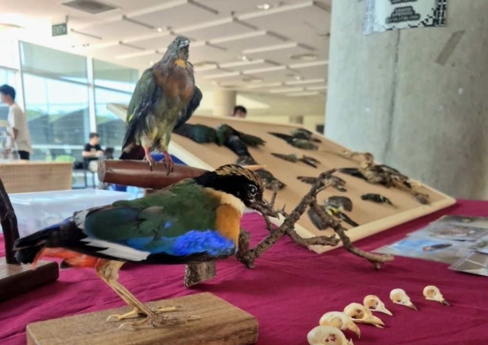 Mahakarya Arsitektur Ramah Lingkungan di Singapura Ternyata Jadi 'Jalur Kematian' Satwa Burung