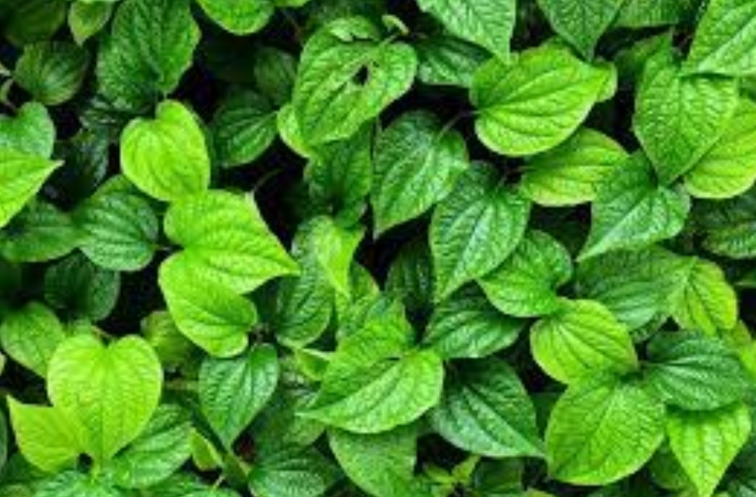 Manfaat Daun Sirih untuk Mengatasi Diare