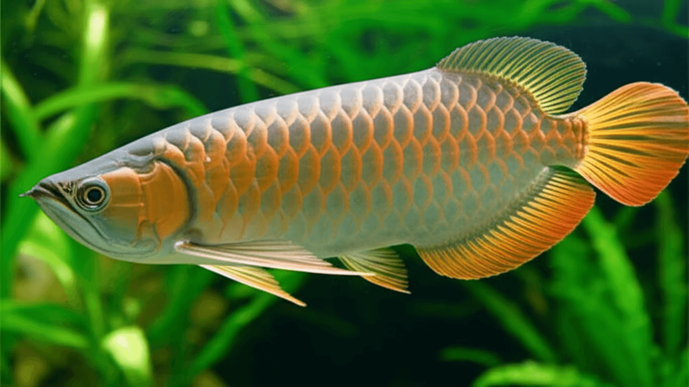 7 Cara Menjaga Warna Ikan Arwana Tetap Cerah: Tips Perawatan untuk Pemula