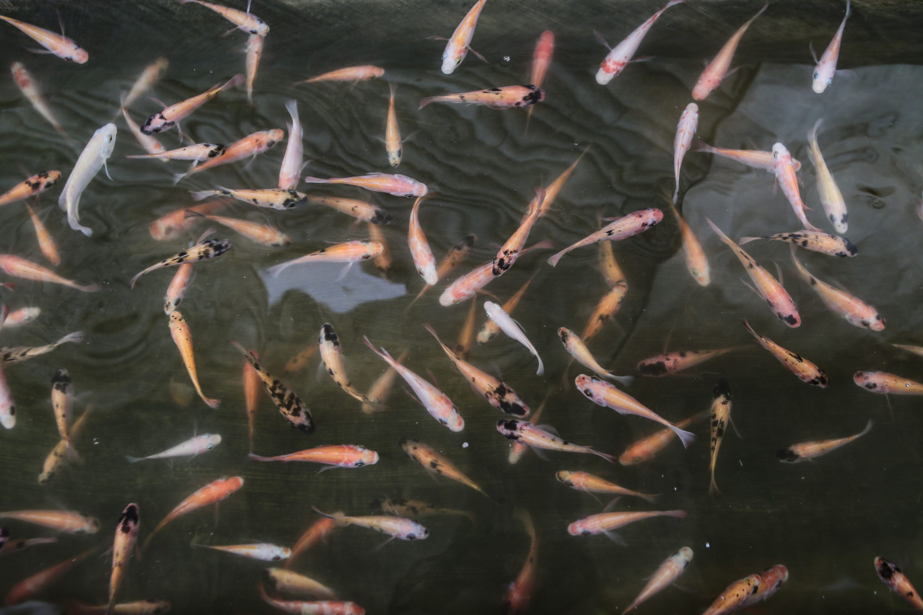 Daftar Ikan yang Cocok Dipelihara di Akuarium Kecil