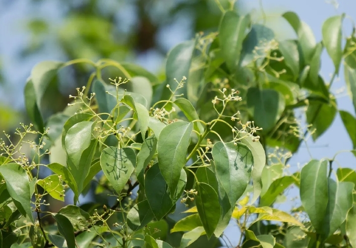 Orang Arab Datang ke Indonesia Mencari Tanaman yang Disebut Al-Qur’an, Apa Itu?