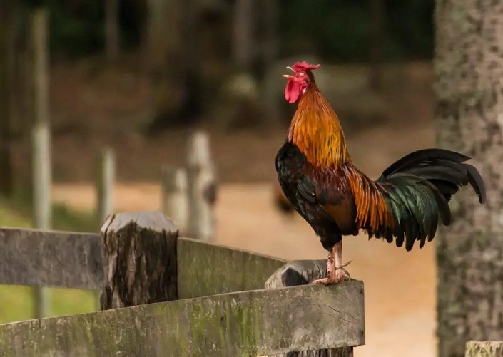 Kenapa Ayam Jago Selalu Berkokok Menjelang Pagi? Ternyata Ini Alasannya