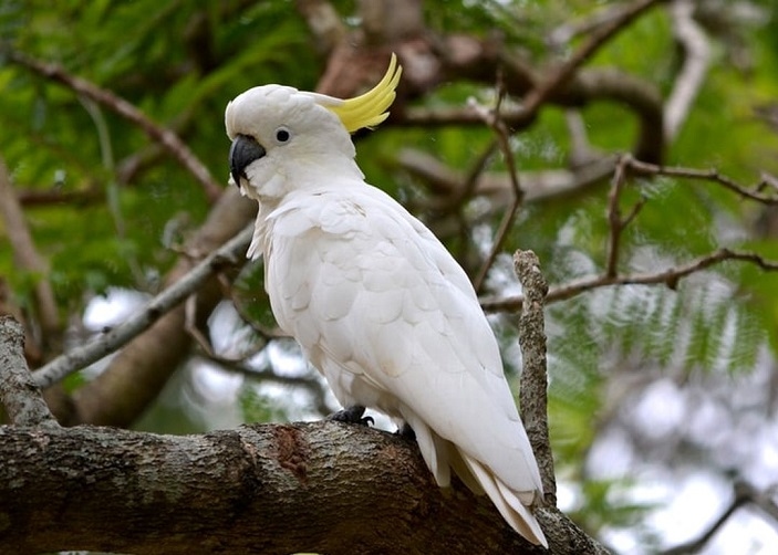 Burung Kakatua Stres? Ini Penyebab, Ciri dan Cara Mengatasinya dengan Aman