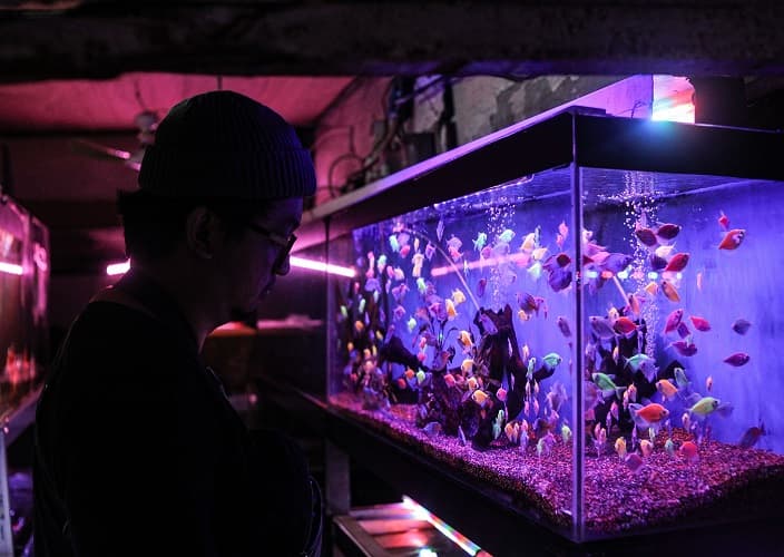 Cara Efektif Mengatasi Ikan Hias yang Suka Bersembunyi agar Lebih Aktif di Akuarium