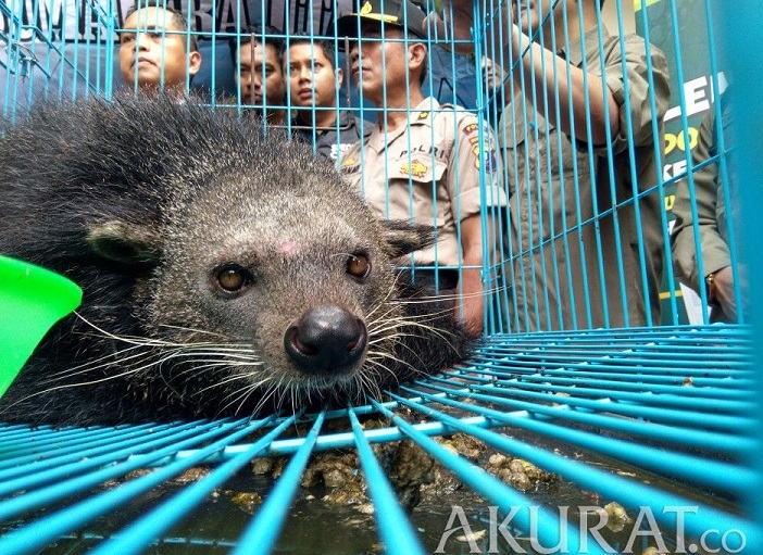 Mengapa Musang Berbau Busuk? Ini Penyebab dan Cara Mengatasinya