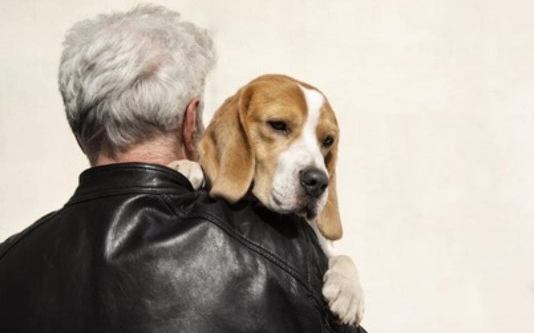 7 Cara Menjaga Kesehatan Anjing Tua agar Tetap Aktif dan Panjang Umur