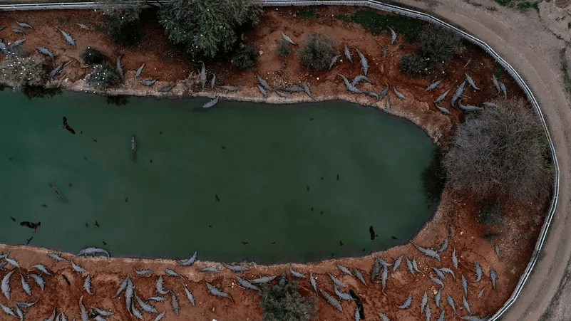 Pembantaian Ratusan Buaya di Petza’el: Israel Bunuh Ratusan Reptil karena Takut jadi Alat Teror