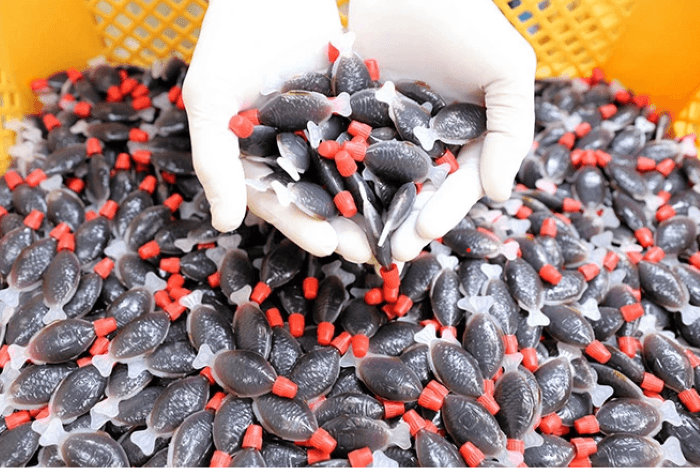 Australia Larang Kemasan Bentuk Ikan untuk Kecap Sushi, Pukulan Berat bagi Industri di Jepang