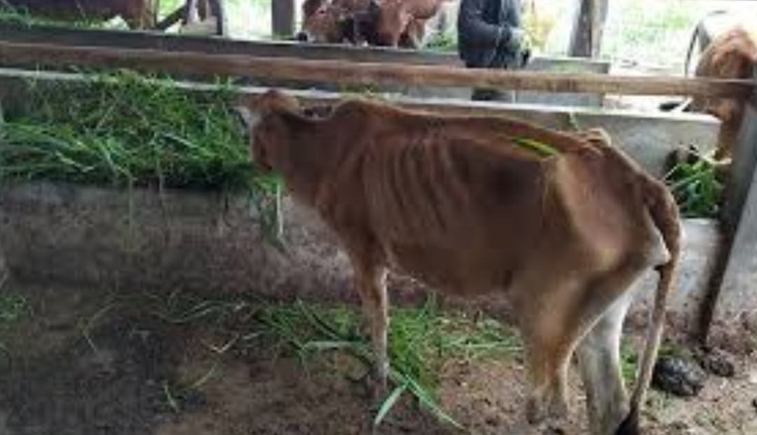 Penyebab Sapi Makan Banyak Tapi Kurus? Ini Cara Mengatasinya
