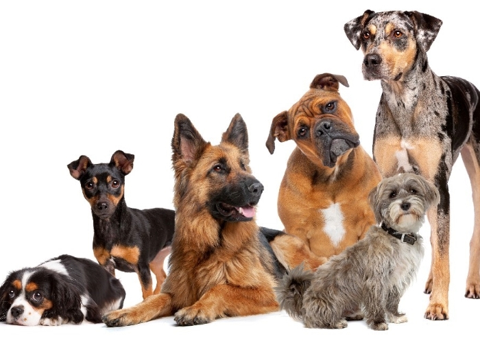 Kenapa Anjing Menggali Tanah