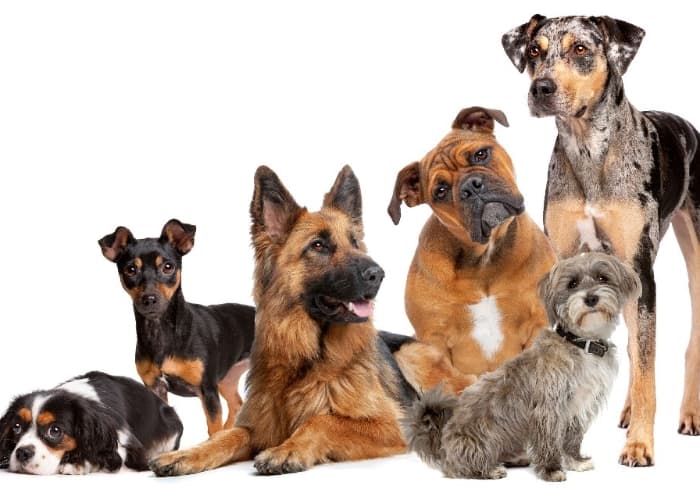 Anjing Ras dan Kampung: Beda Penampilan, Sama Setia!