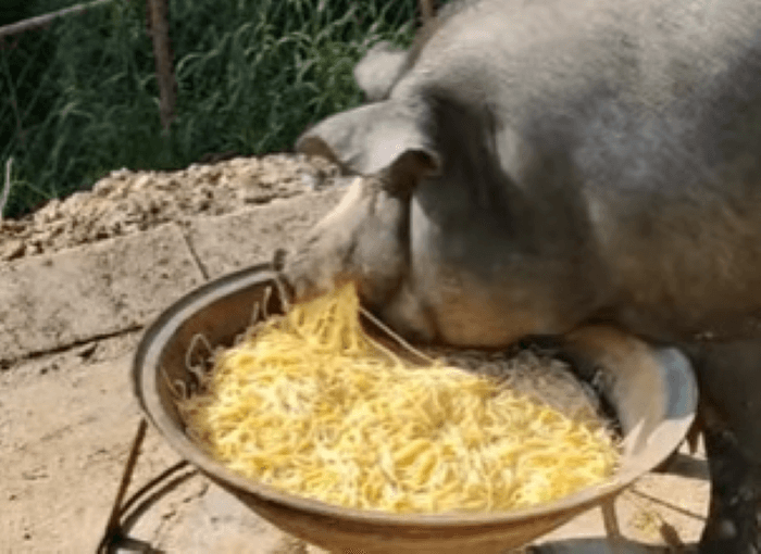 Babi Hutan Terluka Masuk Rumah, Kini Jadi Sumber Penghasilan Pemiliknya