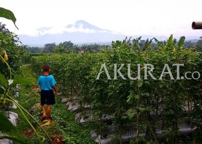 Rekomendasi Wisata Alam Ramah Anak di Bogor yang Wajib Dikunjungi Saat Libur Nataru