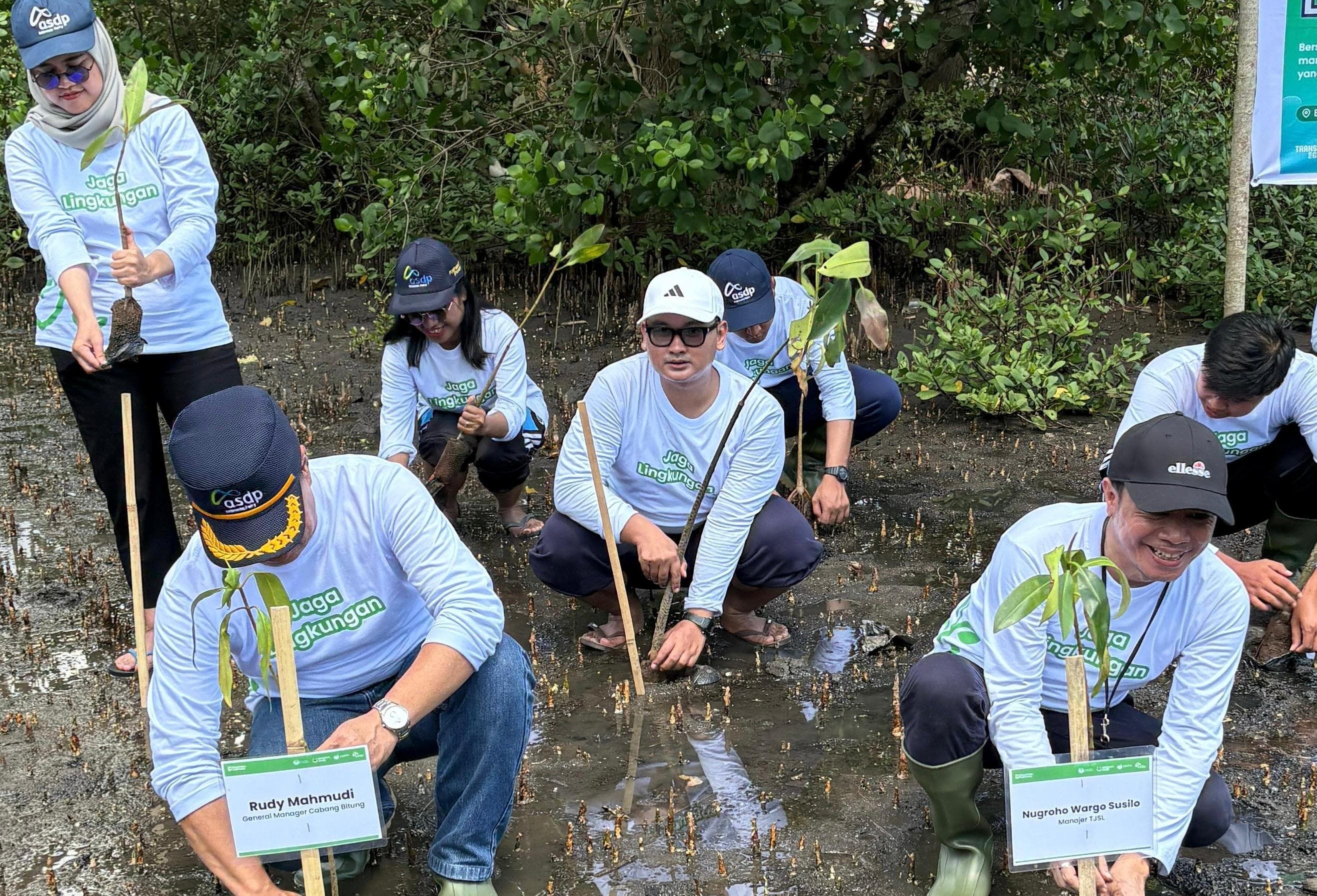 Apa Itu Konservasi Mangrove? Ini Fungsi dan Pentingnya bagi Lingkungan
