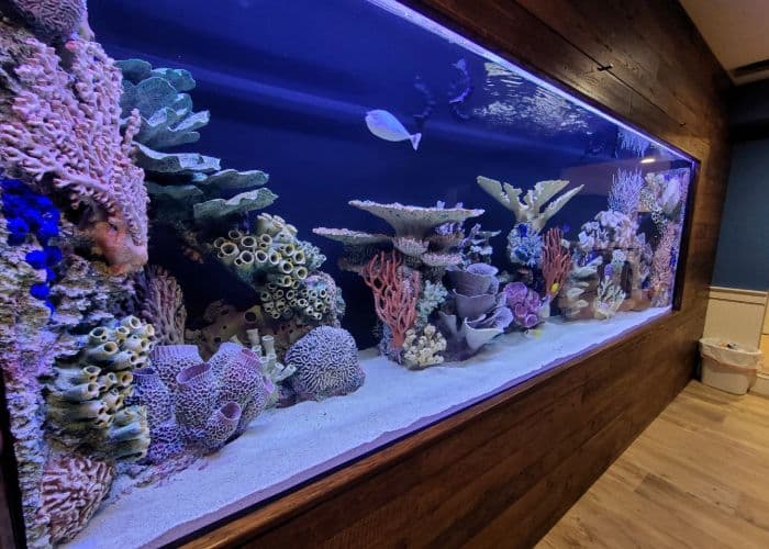 Cara Alami Menjaga Air Akuarium Tetap Jernih dan Sehat