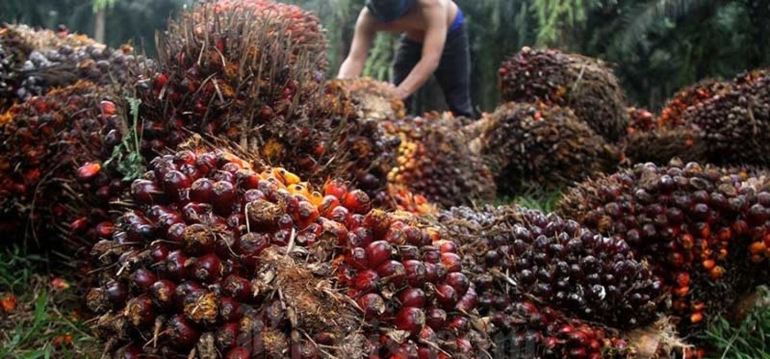 BPS: Ekspor Sawit dan Kopi Melonjak, Sektor Tambang Masih Tertekan