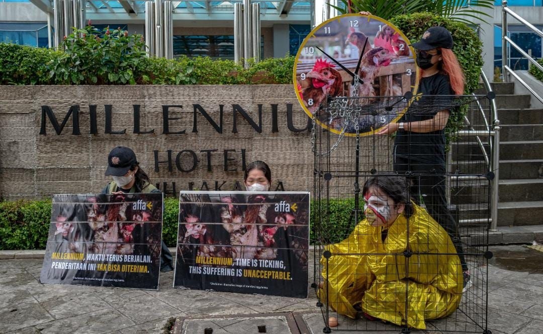 Abaikan Tren Kesejahteraan Hewan, Millennium Hotel Lewati Tenggat Waktu Komitmen Bebas Sangkar