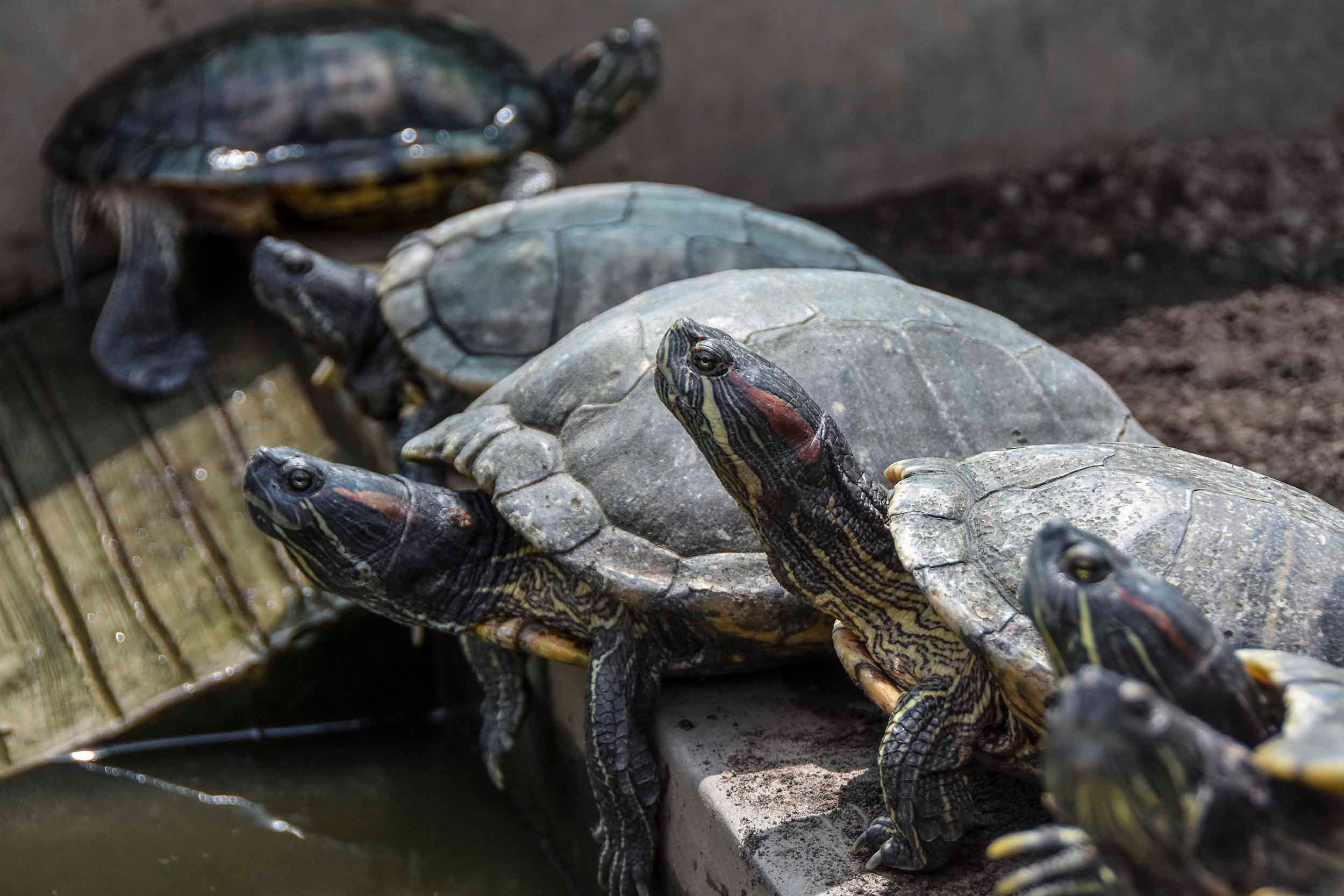 Mengapa Kura-kura Bergerak Lambat? Strategi Hidup Tenang yang Dibentuk Evolusi