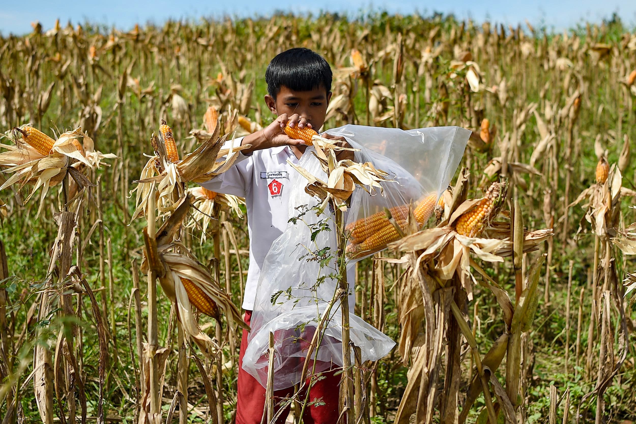 Genjot Produksi Jagung, Pemerintah Tebar Program Benih Gratis