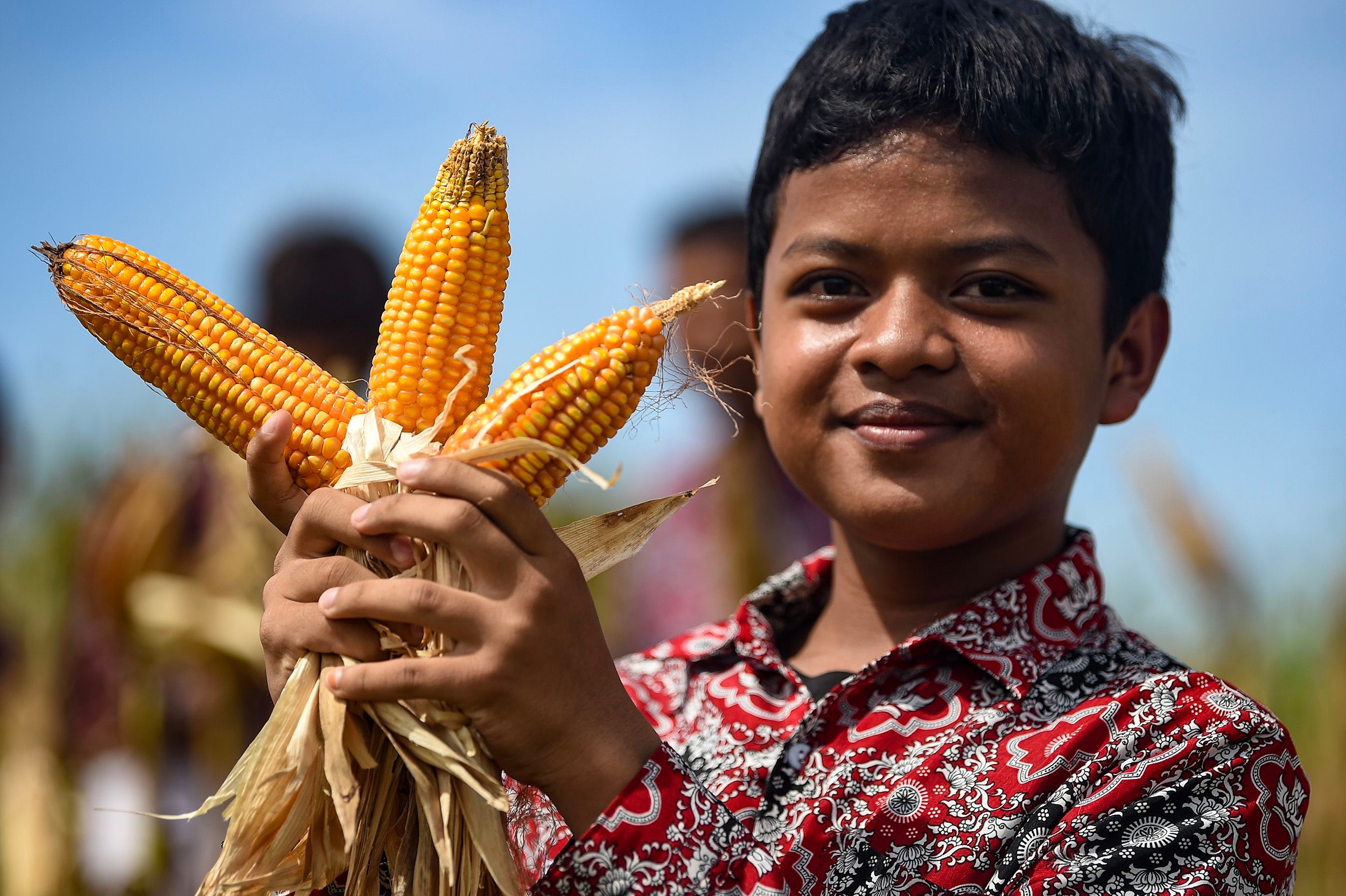Jaga Harga Pakan, Bulog Salurkan 500 Ribu Ton Jagung di 2026