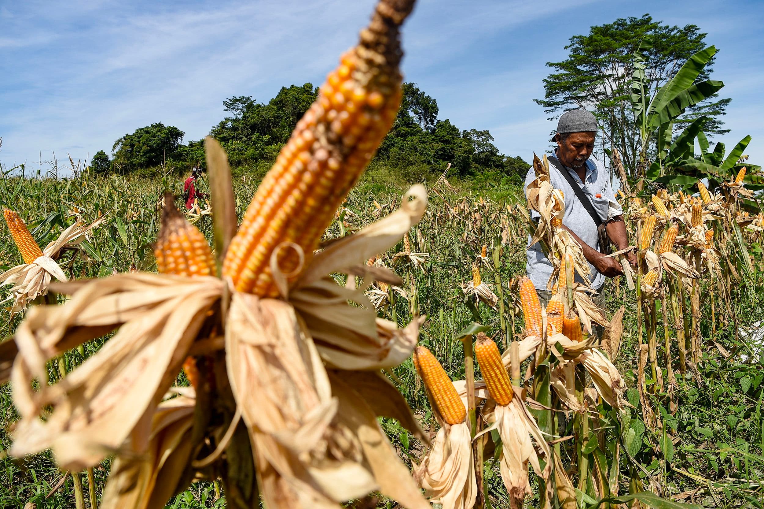 Polri Dukung Program Jagung 1 Juta Hektare, Produksi Ditarget Naik