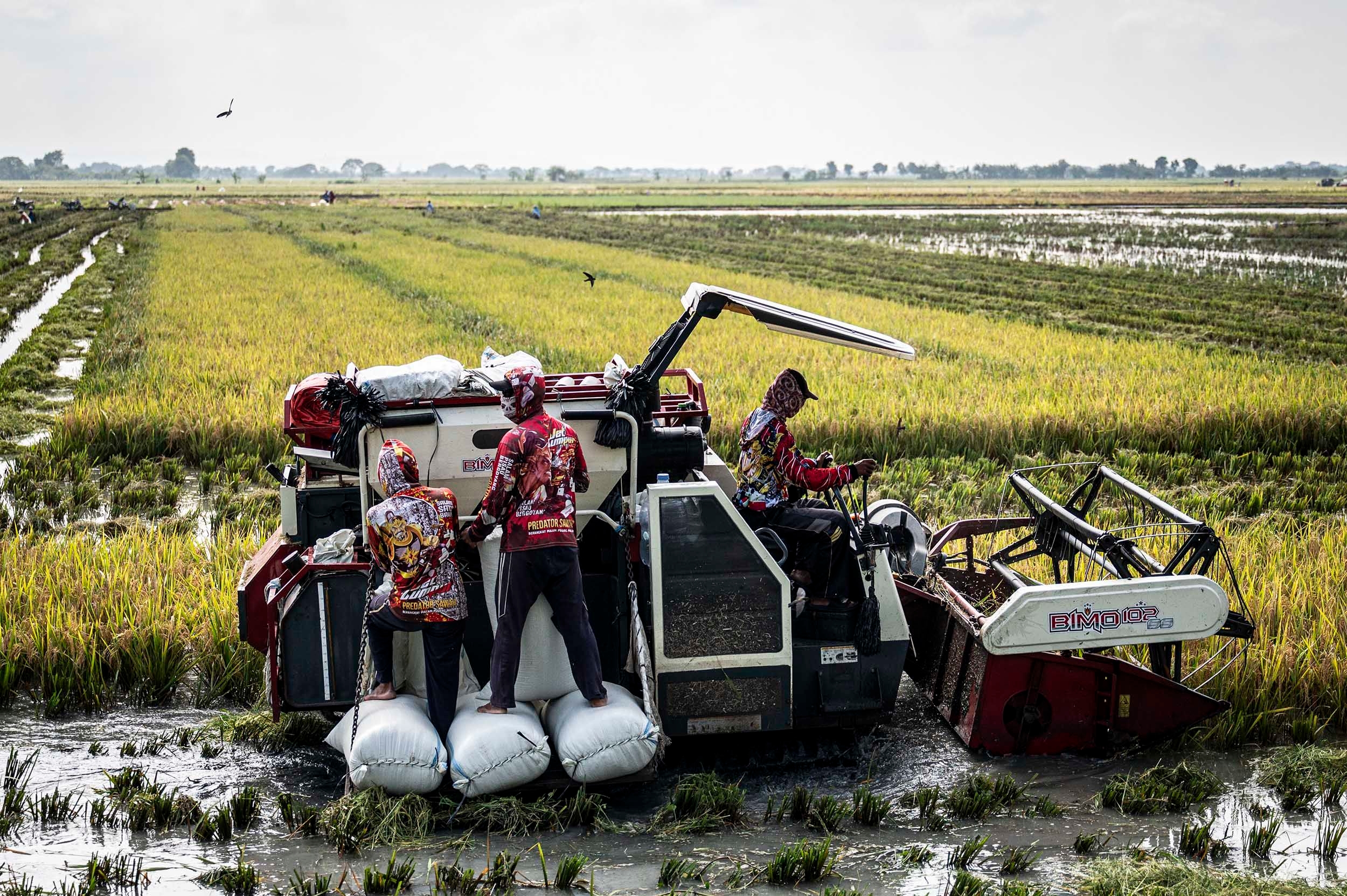 BI Dorong Pertanian Berkelanjutan Lewat Pedoman CSA-Biochar