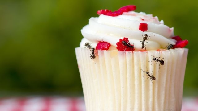 8 Cara Alami Mengusir Semut di Dapur dengan Ampuh