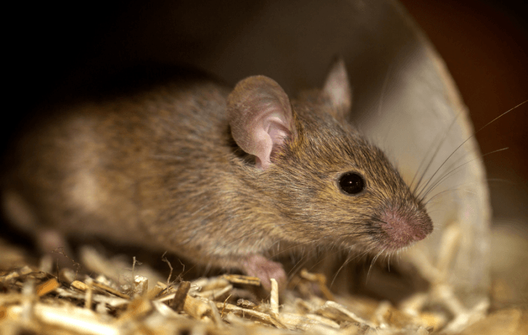 Kenapa Tikus Sering Masuk Dapur?