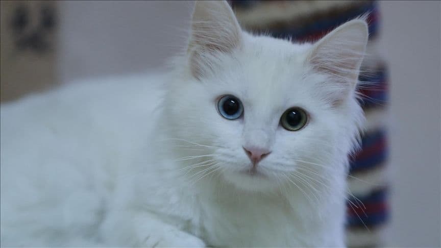 Kucing Tidur Terus? Ini Penyebab dan Cara Mengatasinya