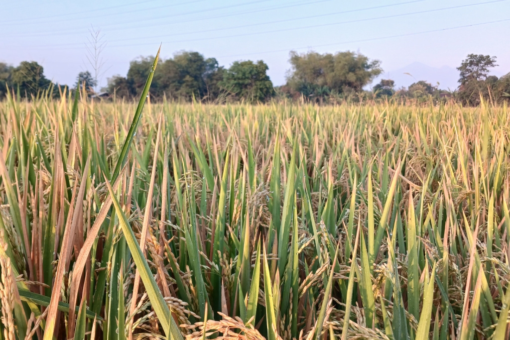 BPS Ramal Produksi Beras RI Februari-April 2026 Cuma 12,23 Juta Ton, Turun 4,02 Persen